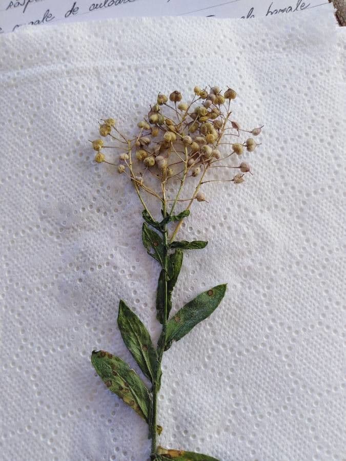 Draba 3