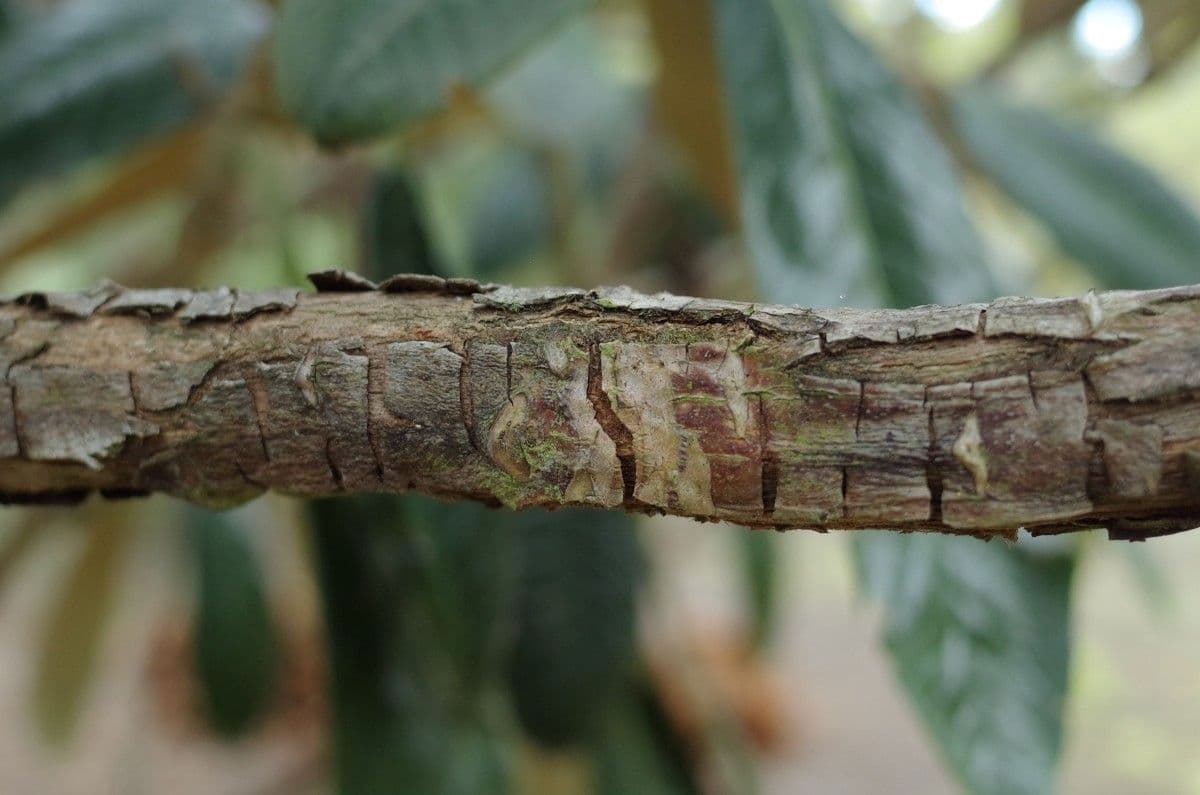 Rododendro 17