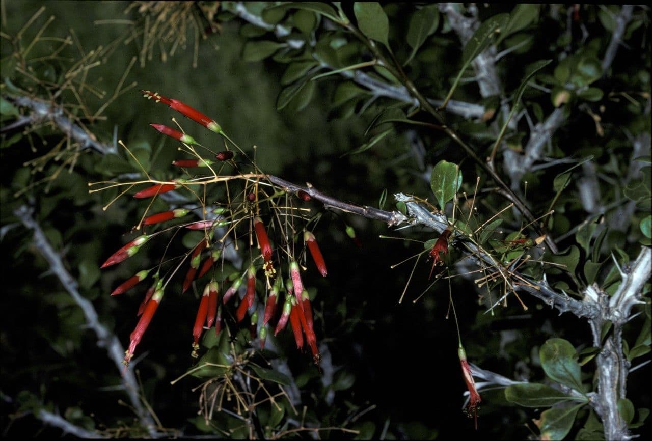 Fouquieria