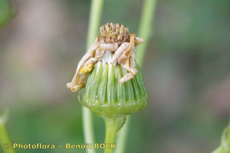 Senecio 3