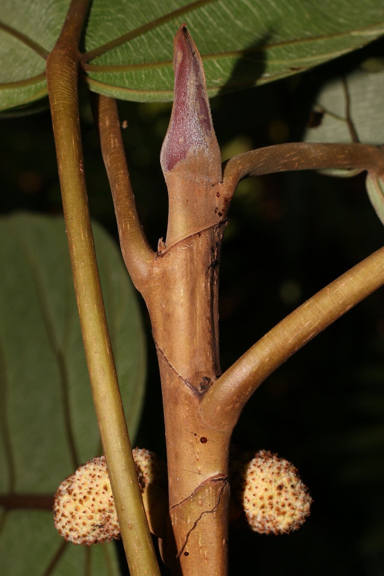 Coussapoa villosa 12