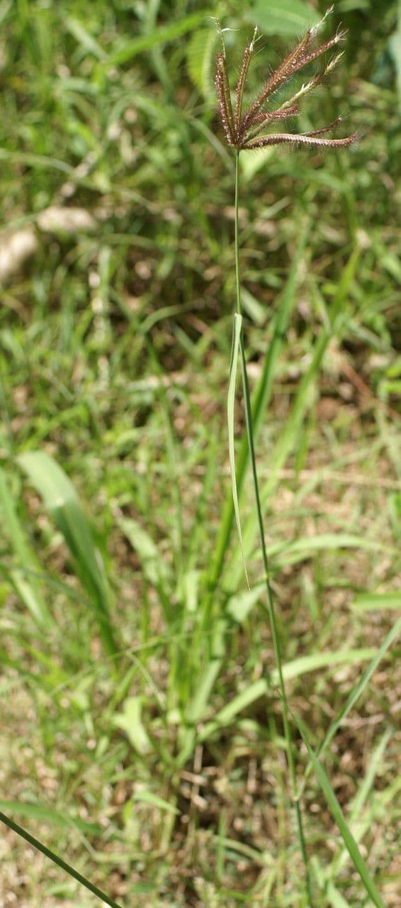 Chloris barbata 13