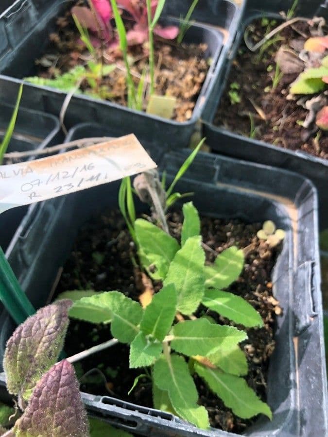Salvia staminea 4