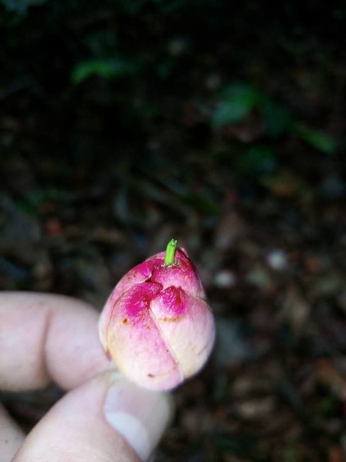 Moronobea 2