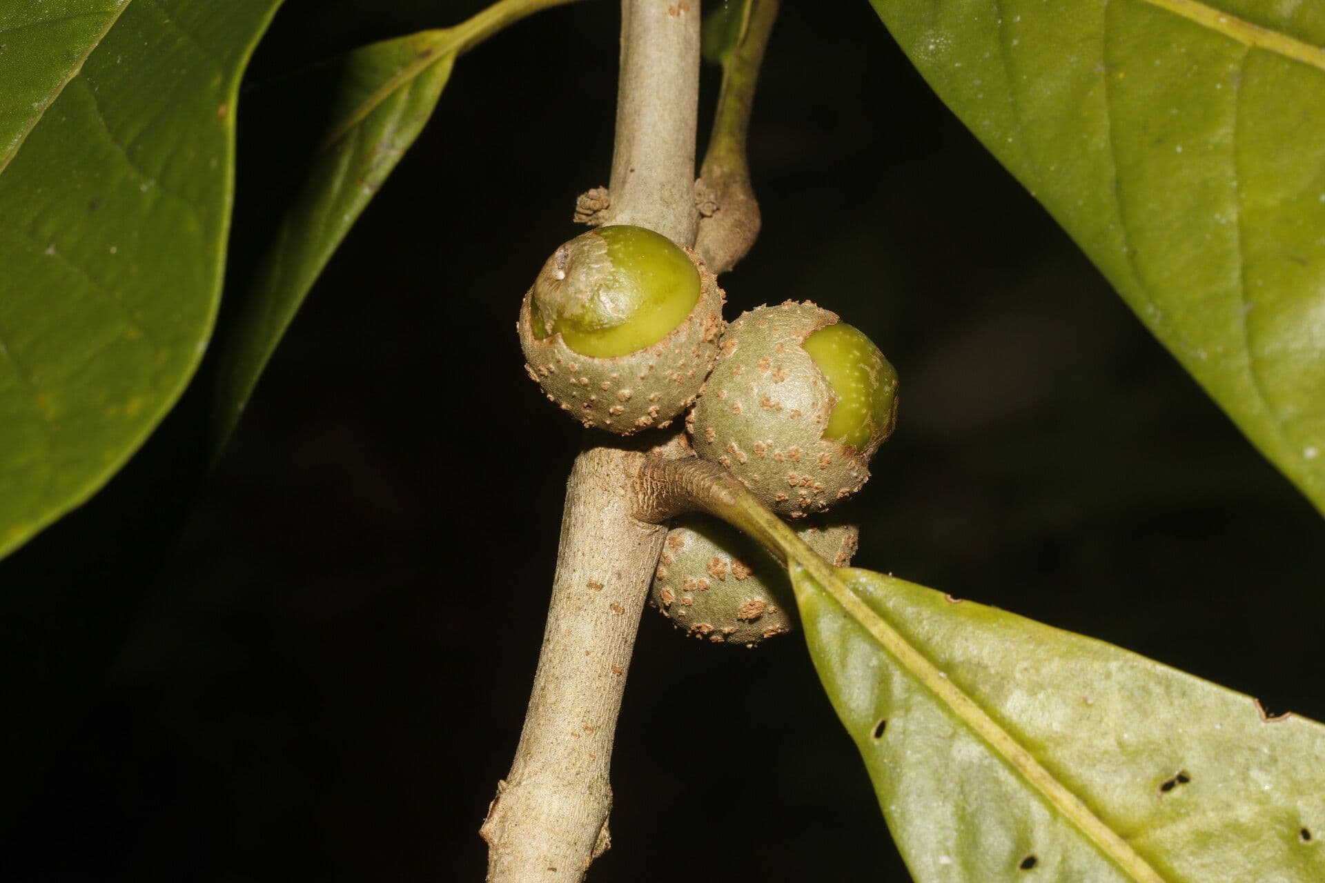 Aegiphila 4