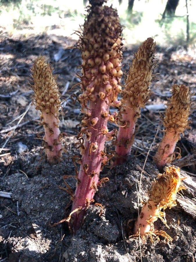 Pterospora andromedea 8