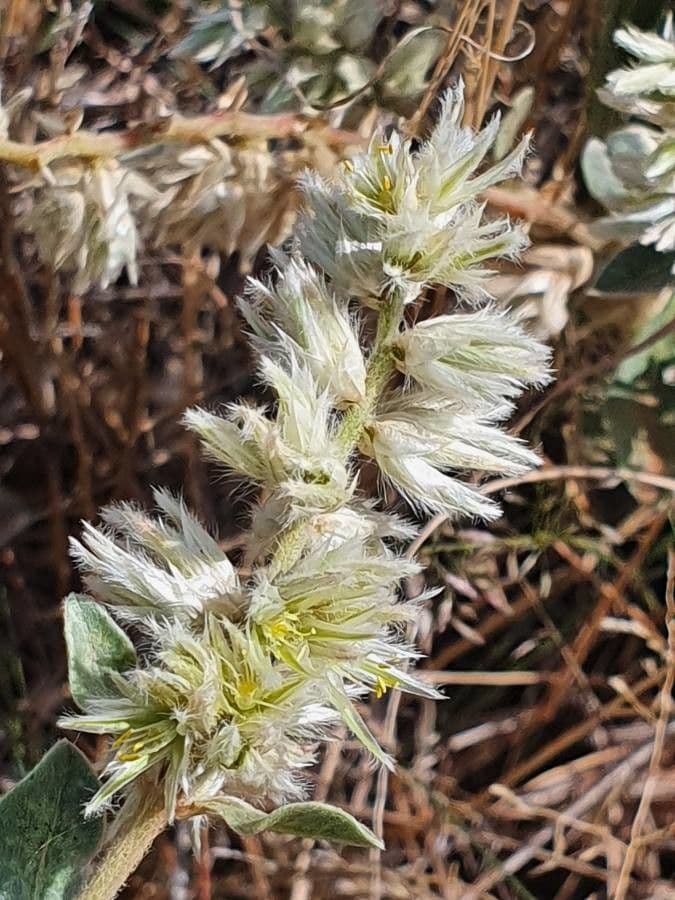 Sericocomopsis 2