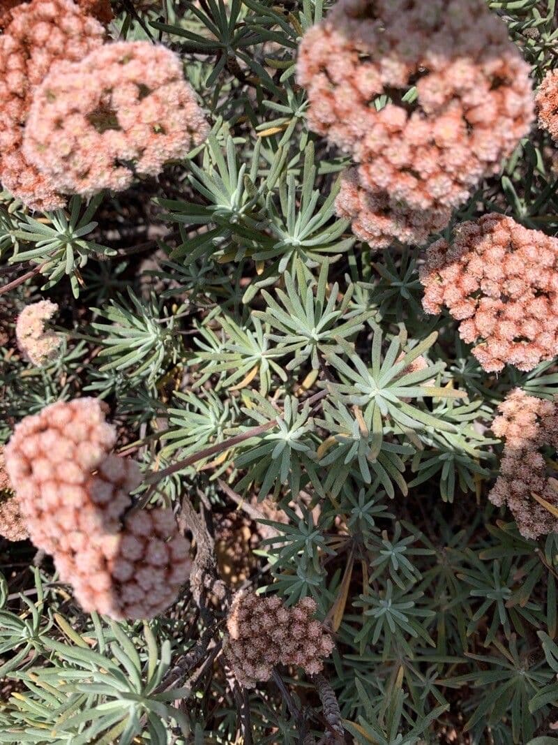 Eriogonum 13