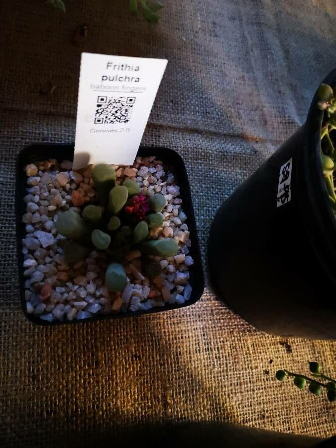 Frithia 3
