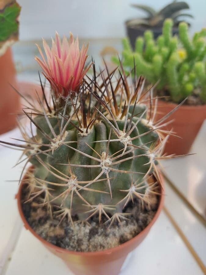 Eriosyce curvispina 4