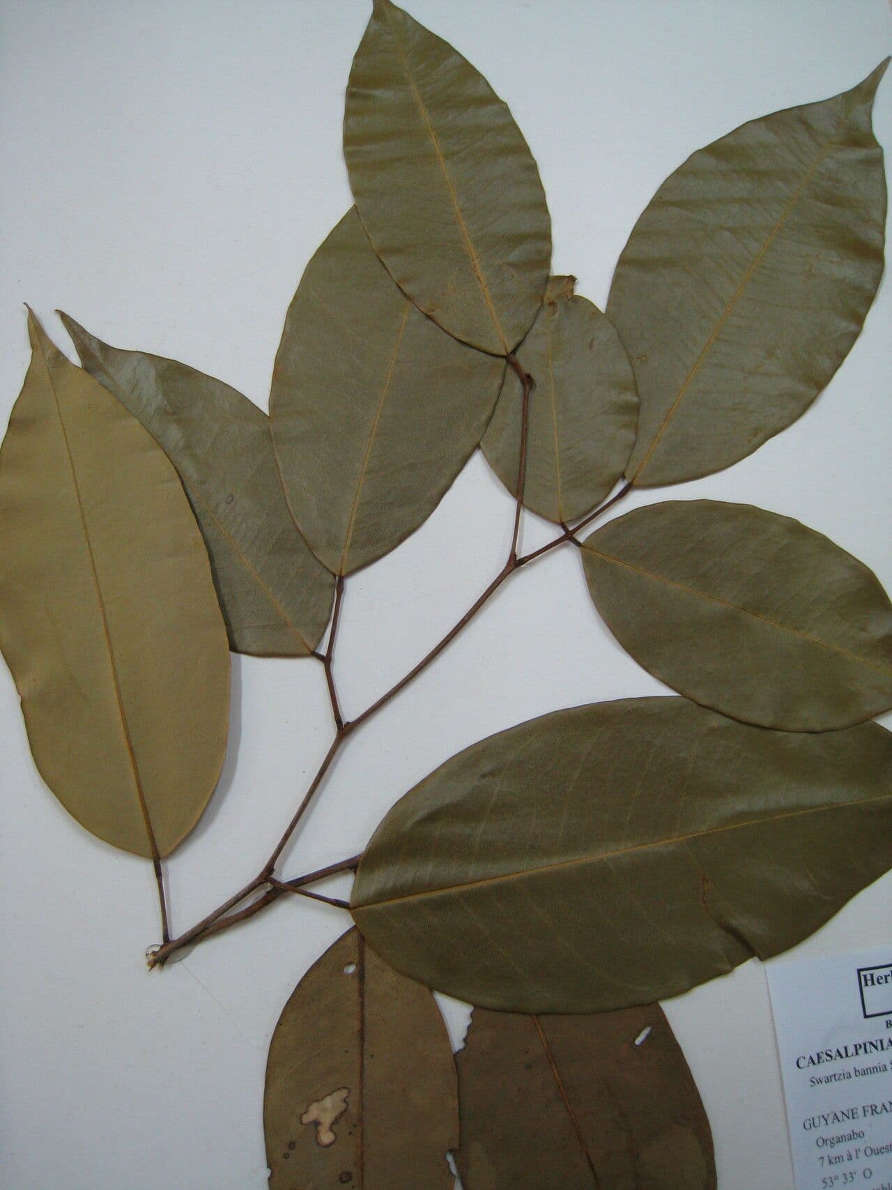 Swartzia 3