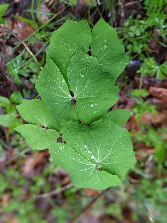 Jeffersonia diphylla 20