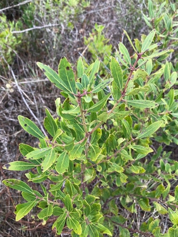 Ilex glabra 19