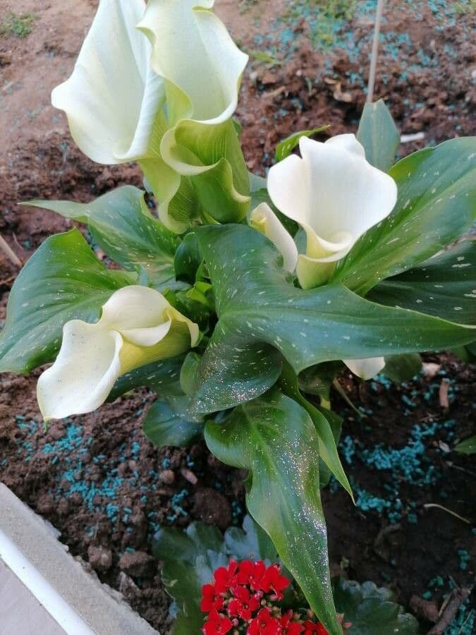 Calla 14