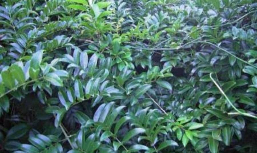 Austrocallerya