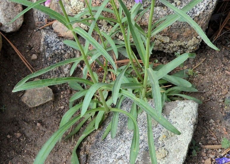 Penstemon secundiflorus 7