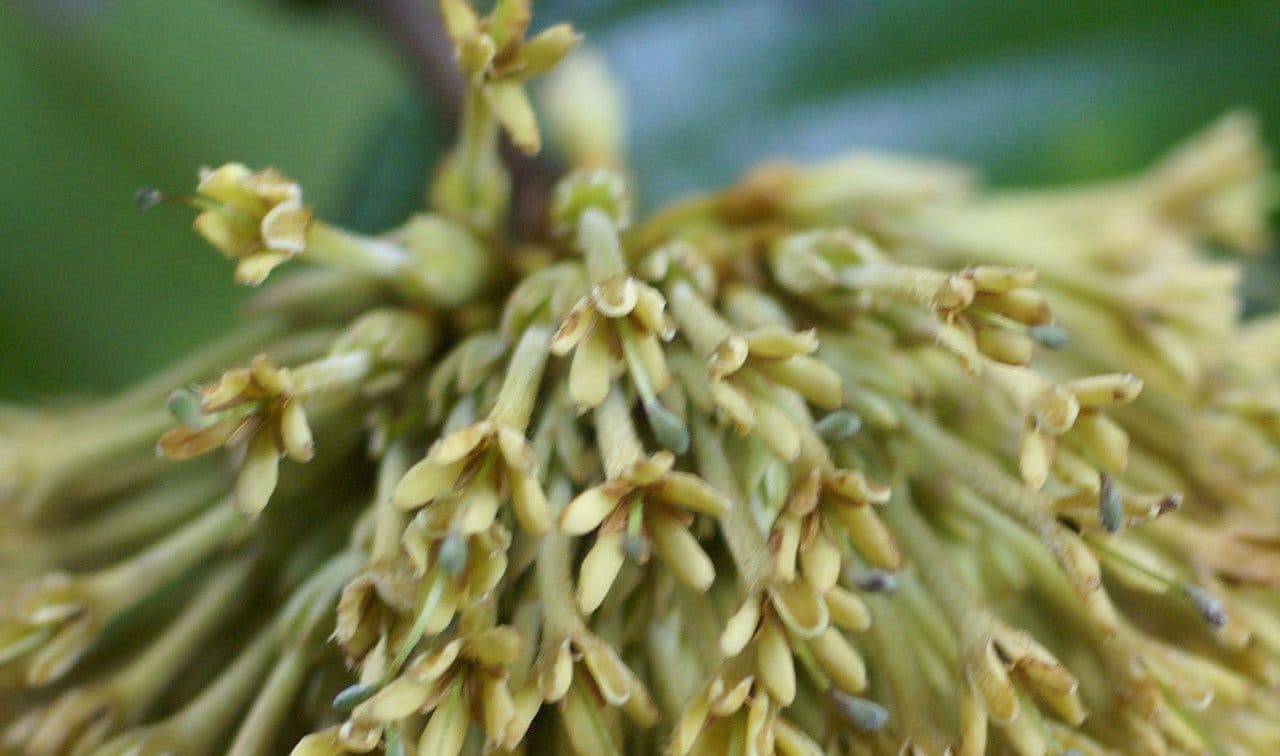 Kadamba 8