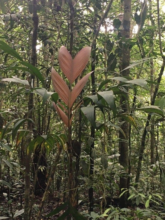 Chamaedorea 7