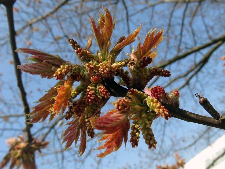 Rot-Eiche 8