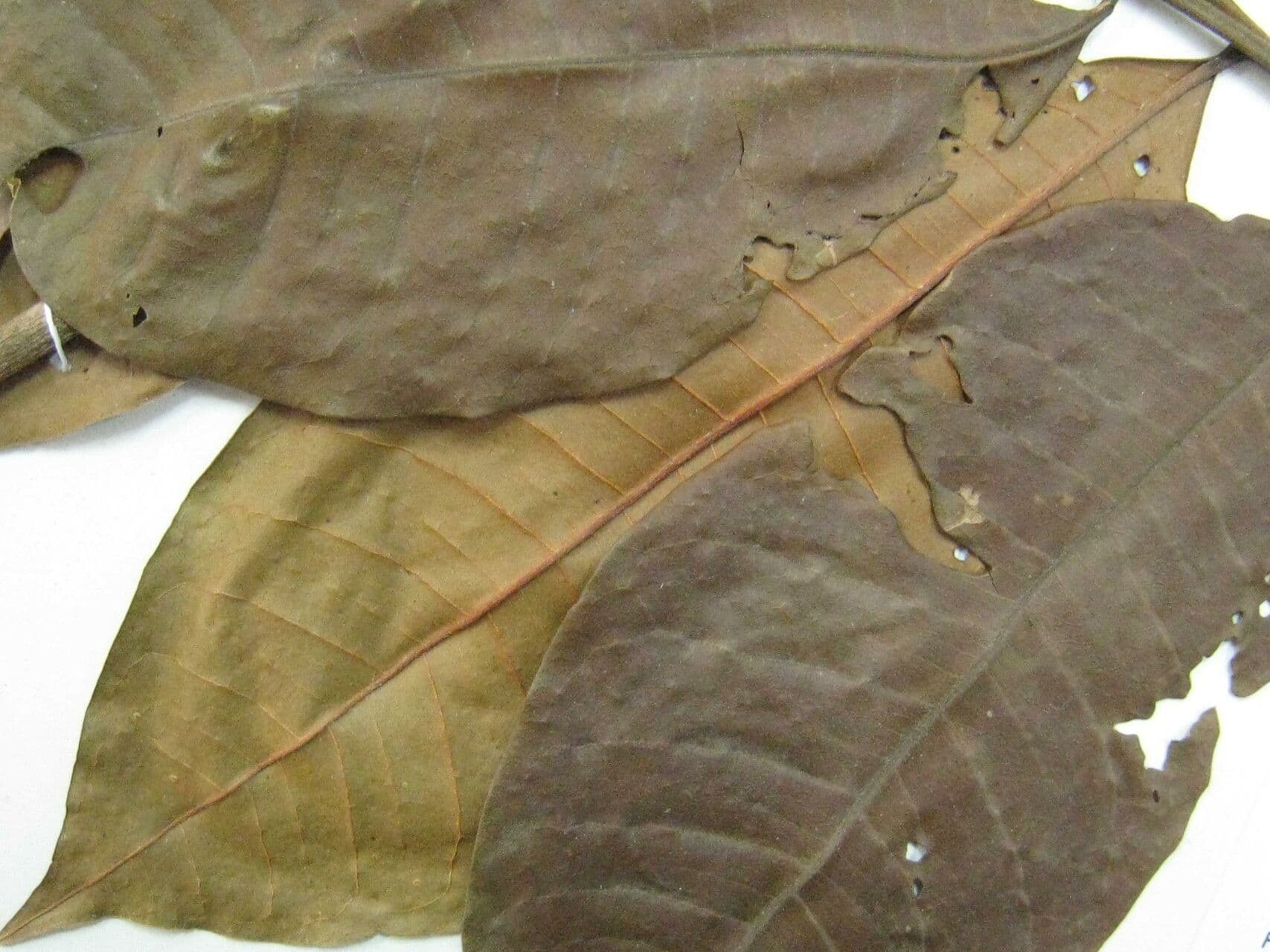 Trichilia cipo