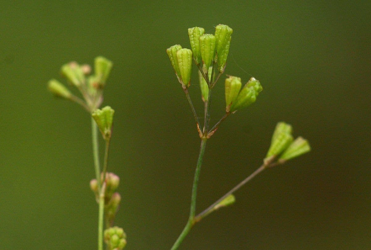 Boerhavia erecta