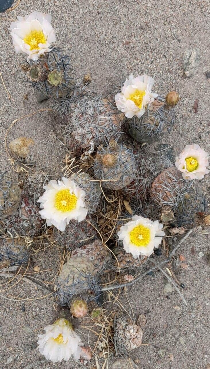 Tephrocactus 7