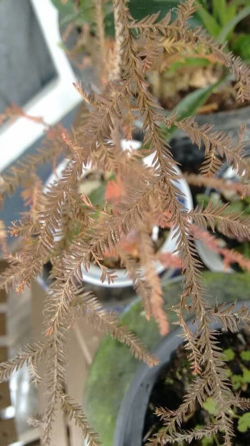 Dacrycarpus dacrydioides 5