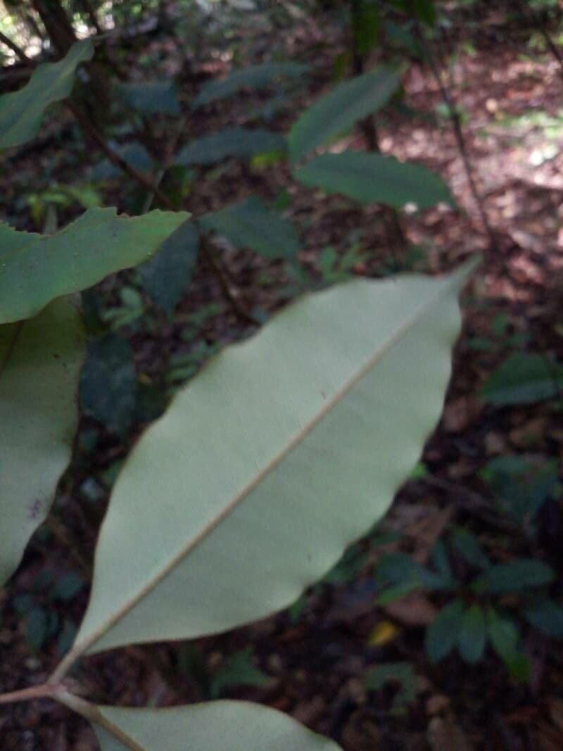 Eugenia 6
