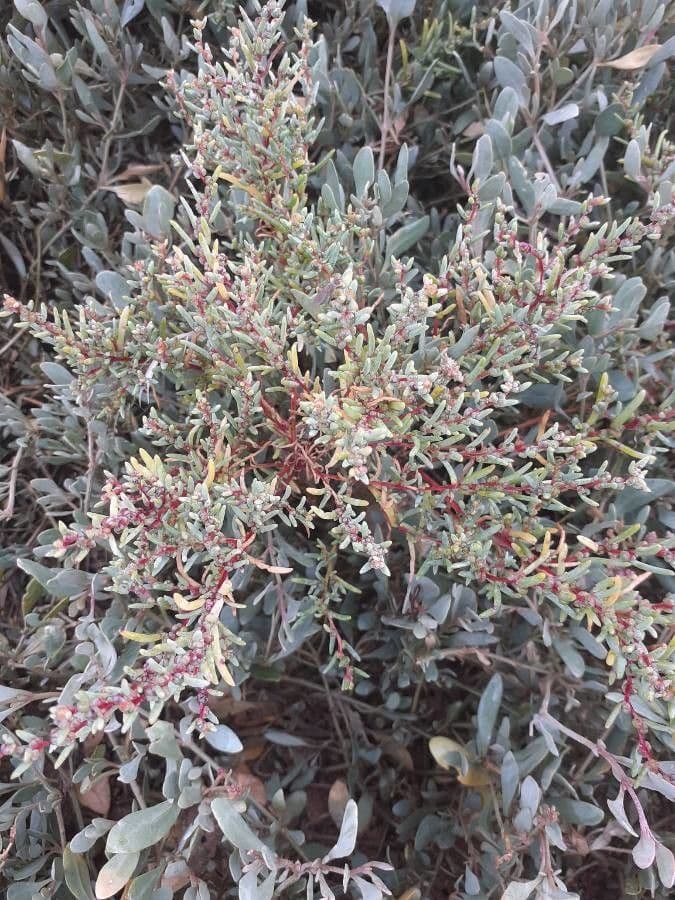 Suaeda marittima 17