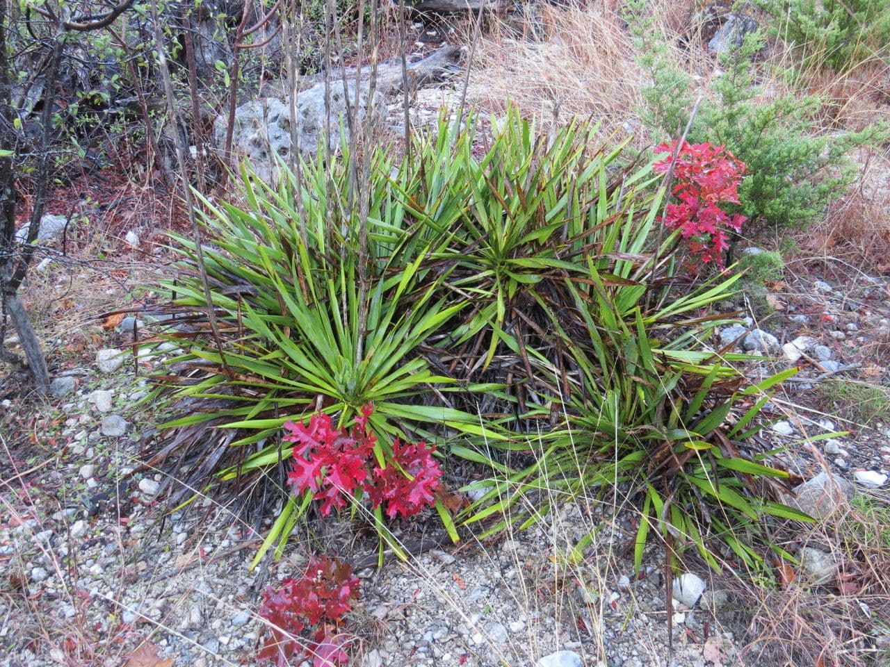 Fels-Yucca 10