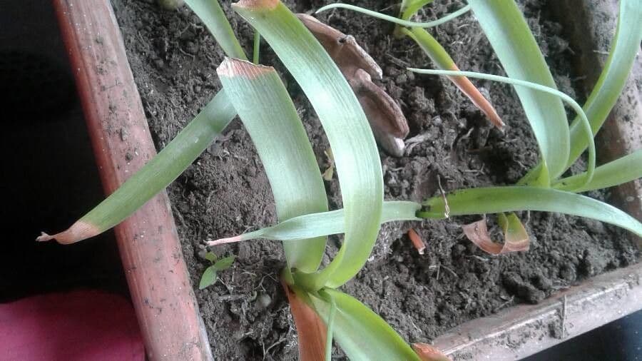 Albuca 18