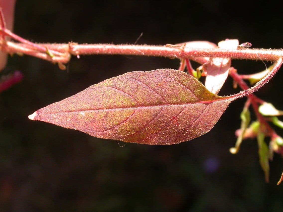 Cuphea viscosissima 13