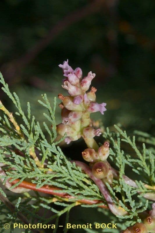 Cuscuta 17