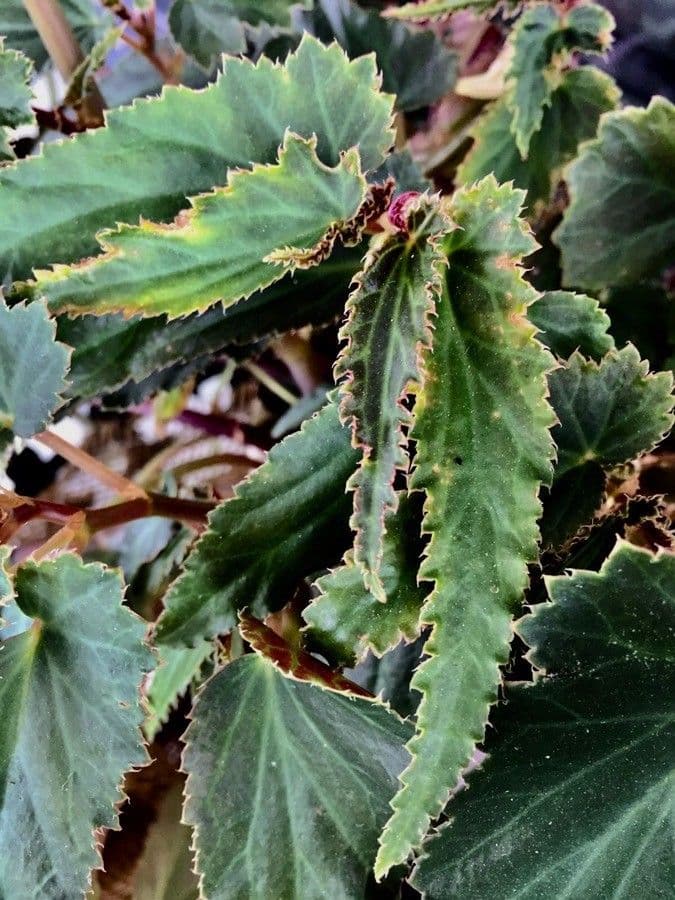 Begonia boliviana 14