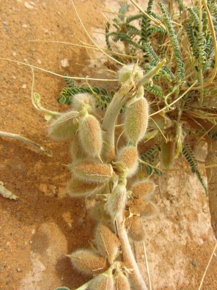 Astragalo