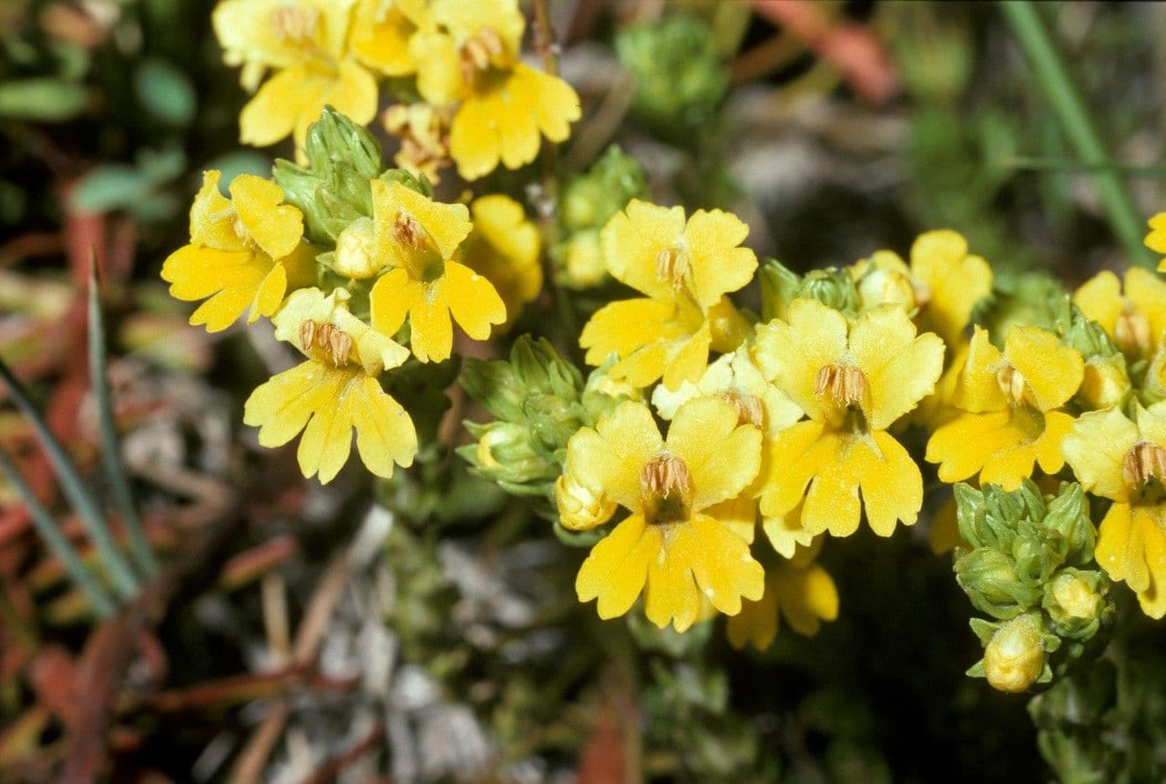 Eufrasia