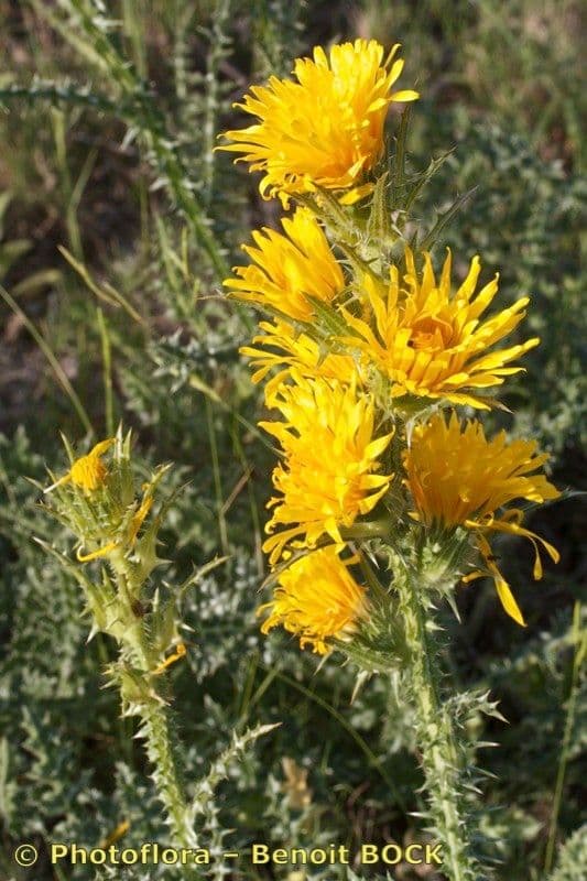 Cardo dorato 20