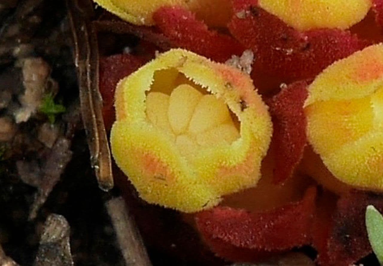 Cytinus hypocistis 27
