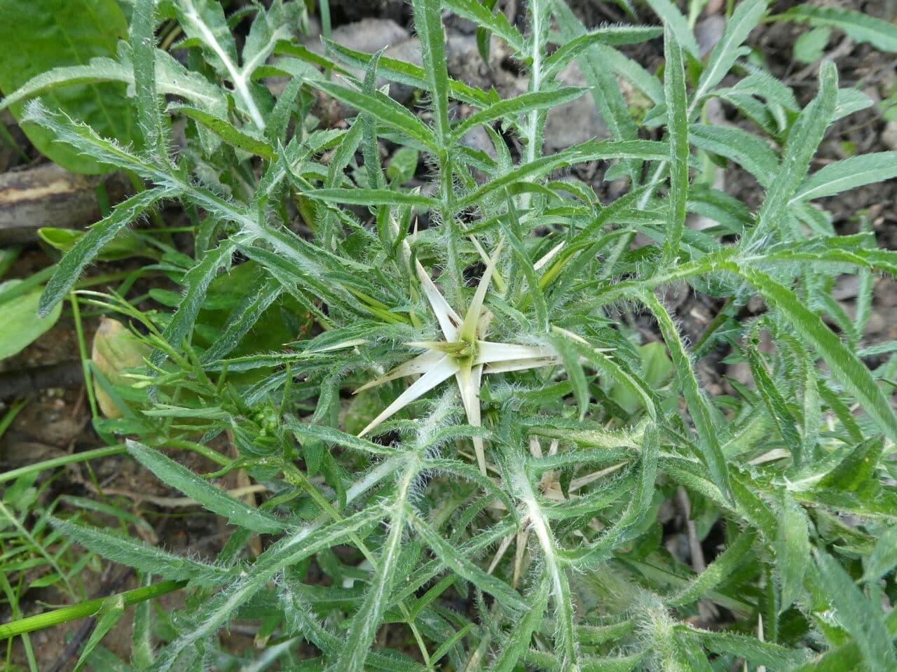 Calcatreppola 14