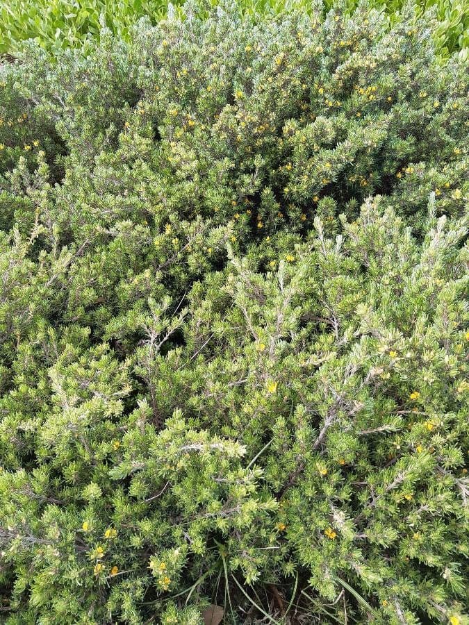 Pultenaea daphnoides 3
