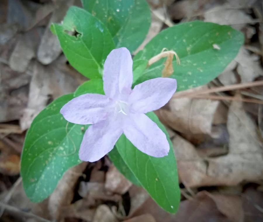 Ruellia 2