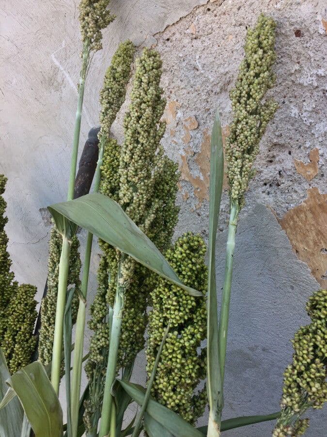 Sorgo 28