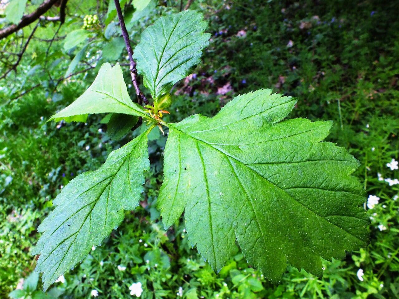 Biancospino calpodendron 5