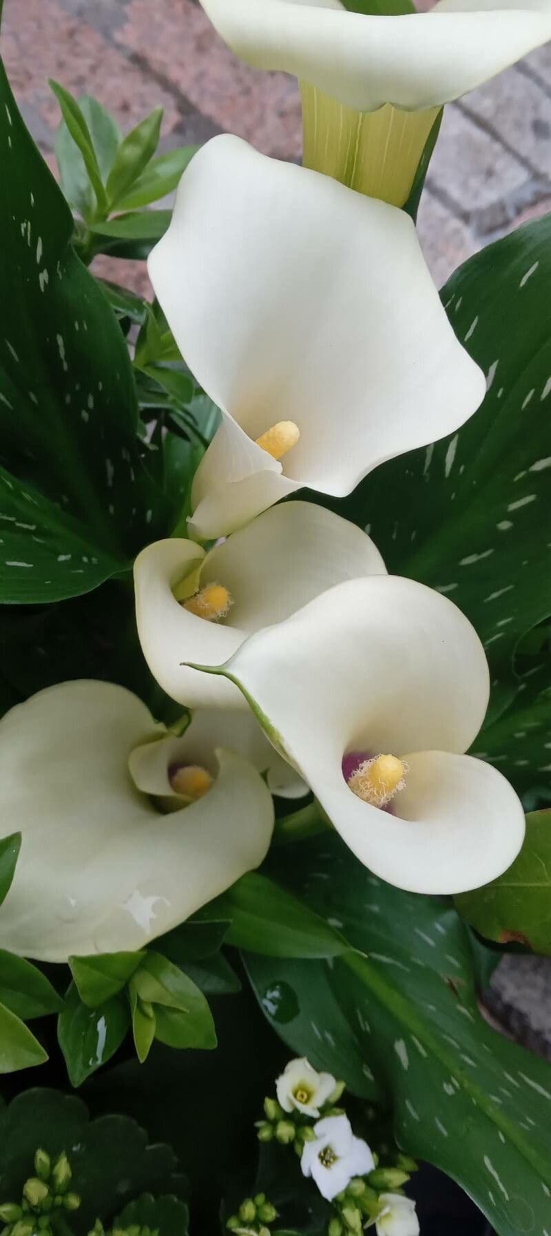 Calla 7