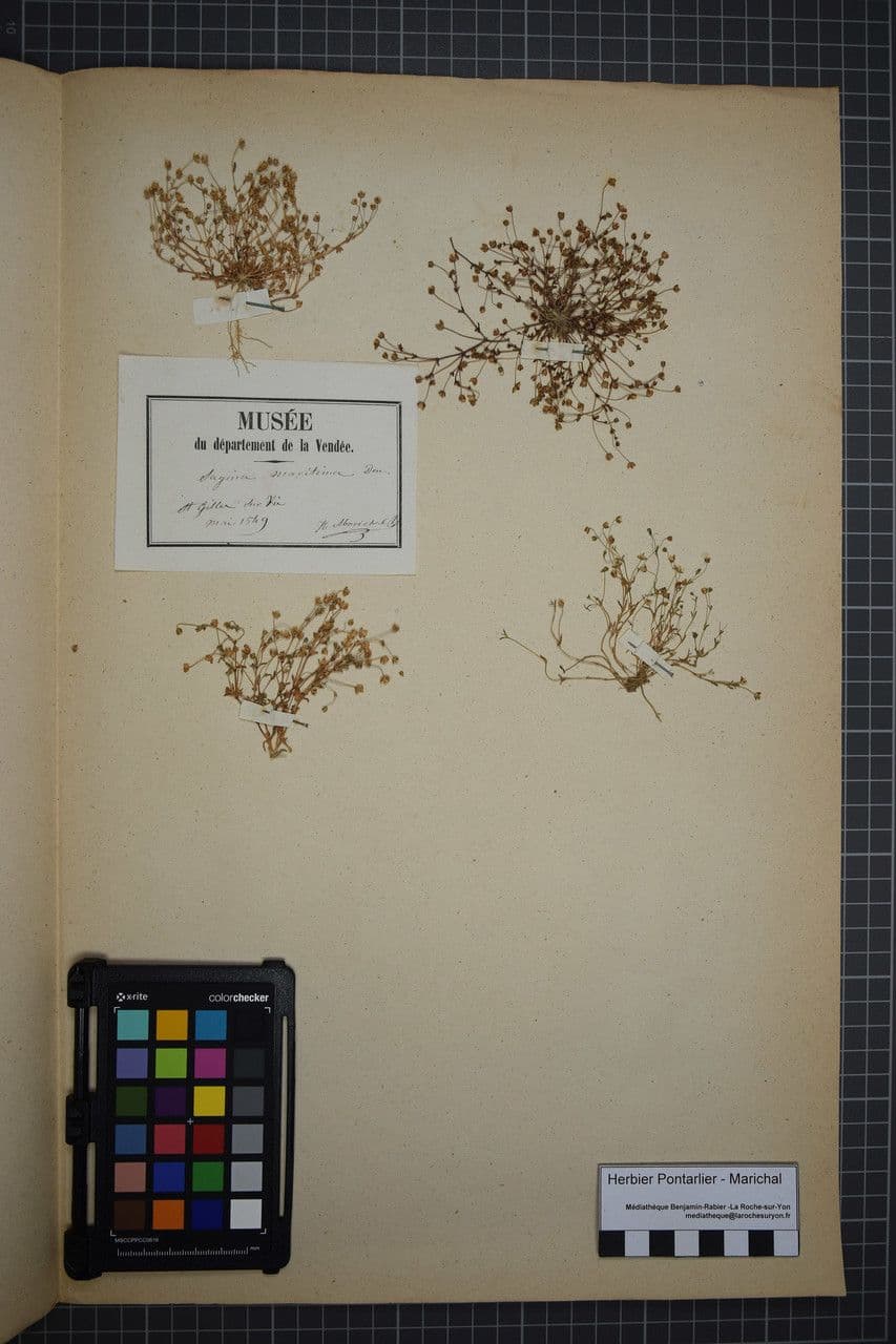 Sagina marittima 11