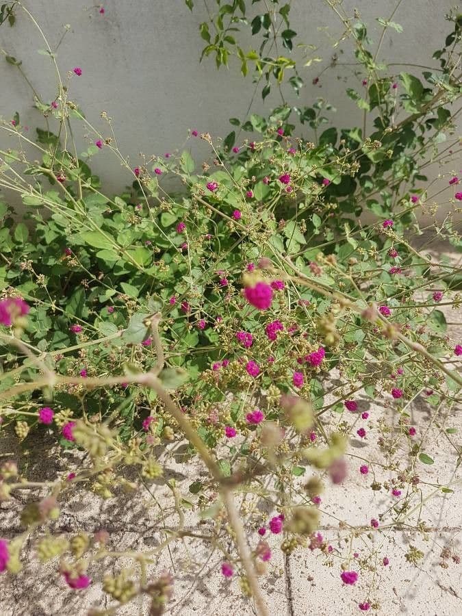 Boerhavia diffusa 31