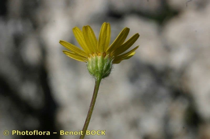 Séneçon nain 15