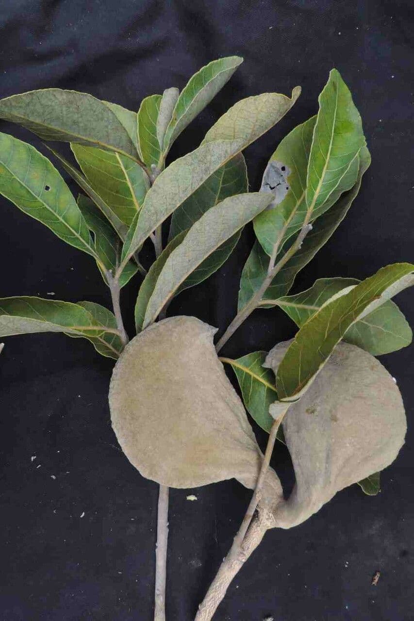 Aspidosperma 4
