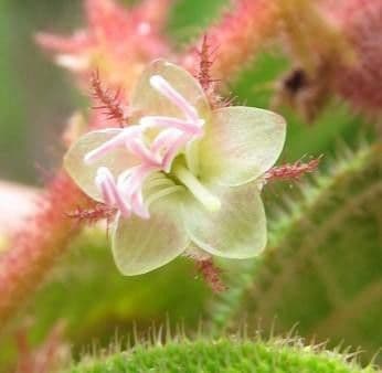 Miconia 3