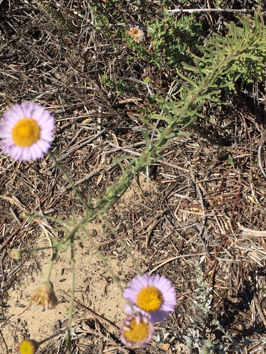 Erigeron Blochmana 3